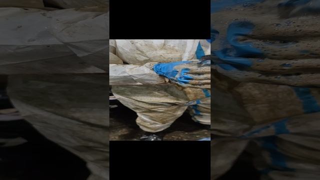отмываем птичек от мазуты