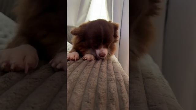 chihuahualove