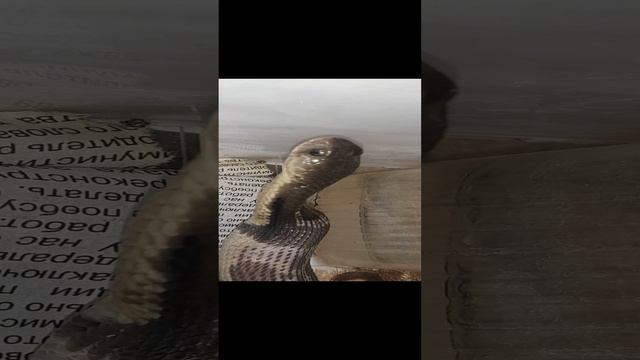 Сиамская кобра ест мышь