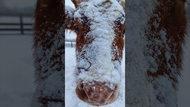 Маленькая Забава.mp4