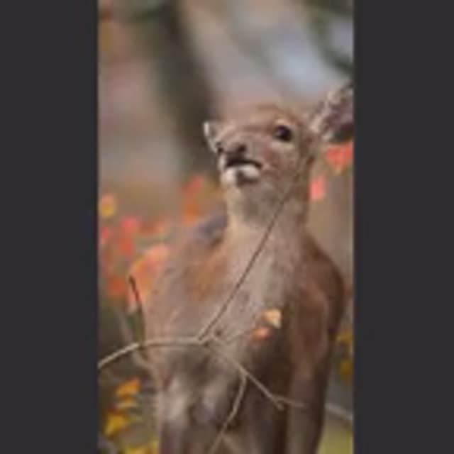 ВИДЕОЗАЛИПАЛКА животные_15