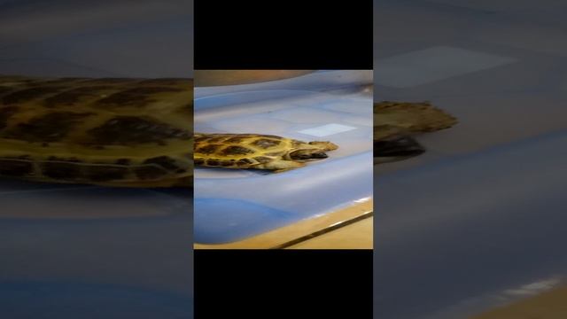 путешествия мишки