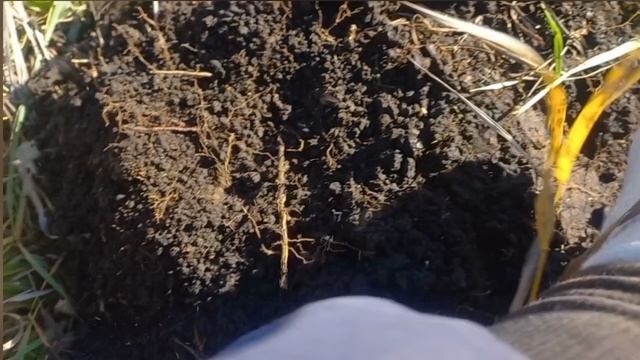 Поиск с металлоискателем. закрытие сезона 2024 . редкая пряга БЖД .