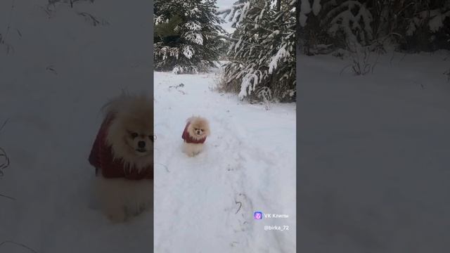 Зимняя Красота 🌲🌲🌲