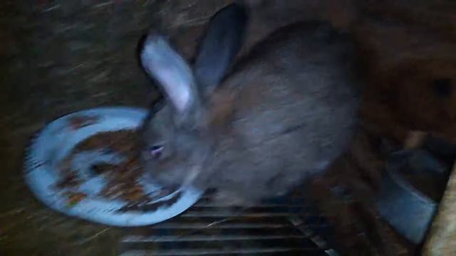 приобрел самца фландра!!!!!