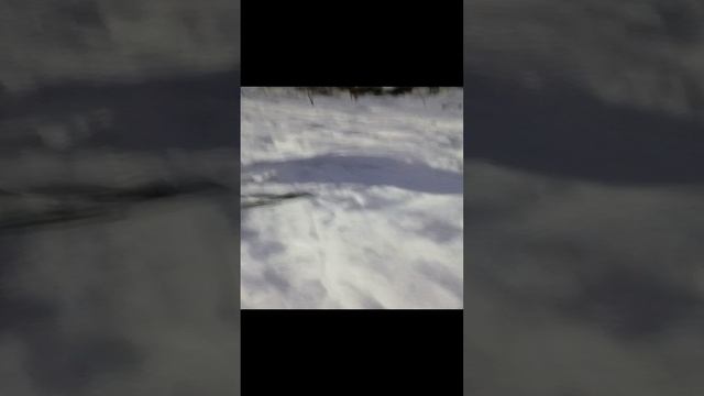 Яромир #Шереметьевский приют