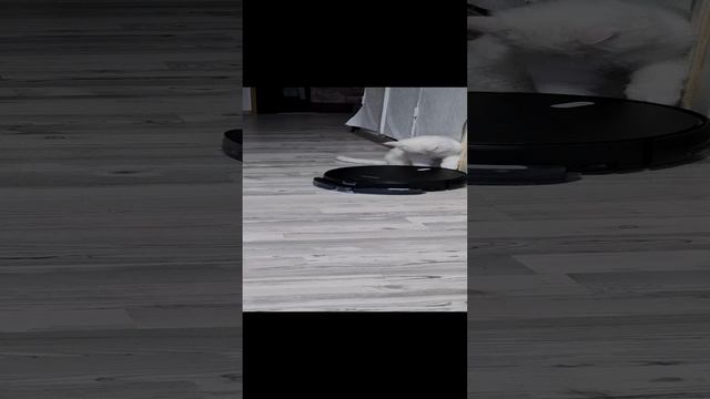 игрушка для кота