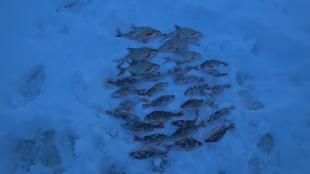 Клев как из пулемета.Белоярское водохранилище(зеленый забор) 28 декабря 2023 год.Всех с наступающим.