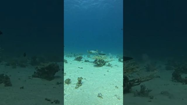 Подводный мир