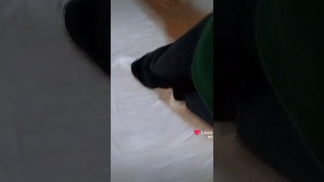 Like_2024-12-21-19-32-56.mp4