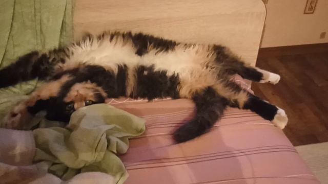 кошка сломалась