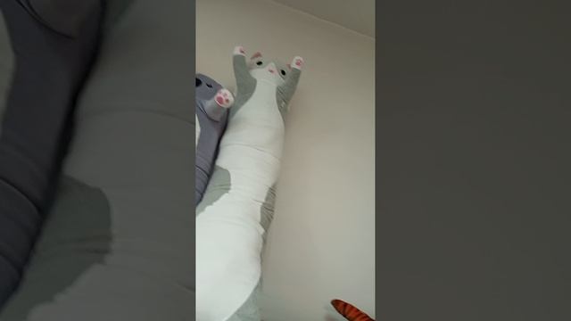 Коты батоны