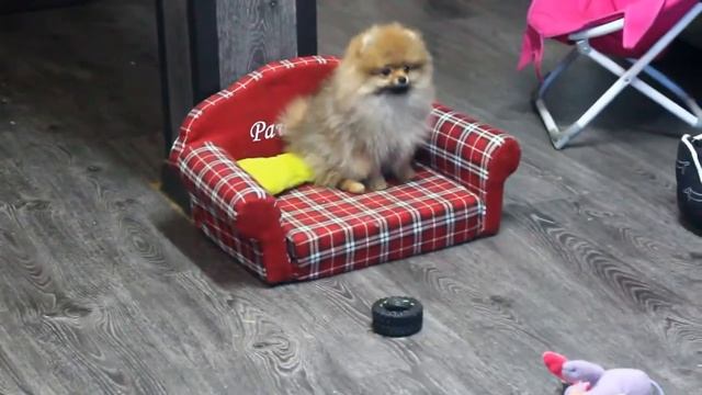 Девочки Померанского шпица