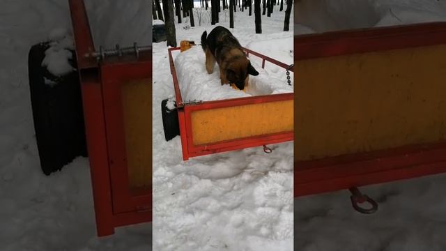 Мистер Пёс-джек ищет свои шары)