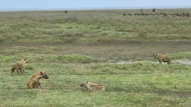 Tanzania 7-Serengeti National Park, Migration, giraffe, cheetah, lions, birds， Nature ASMR