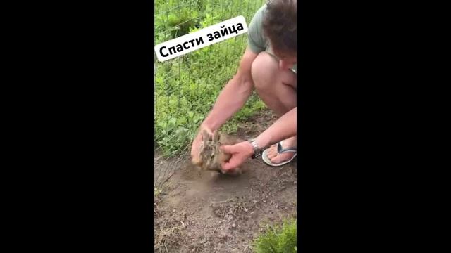 Спасение зайца застрявшего в сетке