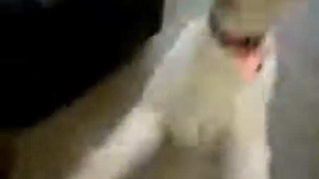 Death Metal Puppy (ржачный ролик)