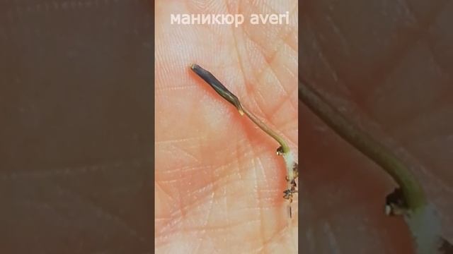 Эустома взошла! Бархатцы уже цветут! скоро