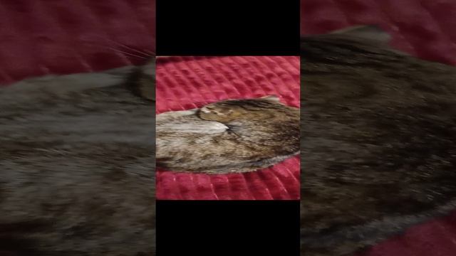 наши коты
Дымок, Сиамский кот. Кузя, кот весла ухий
