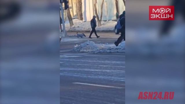 «Милота!»: верного четвероногого помощника заметил читатель АСН24 в Благовещенске