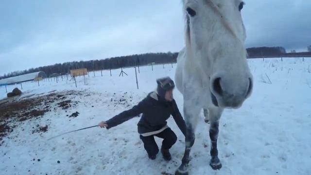 Меховые головы или выходные на конюшне