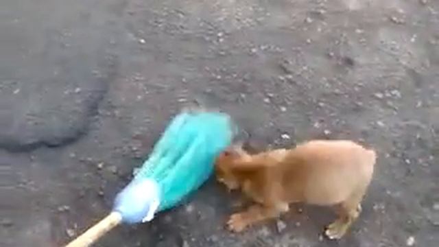 Джесси. Маленький милый щенок боксера. Jessie.