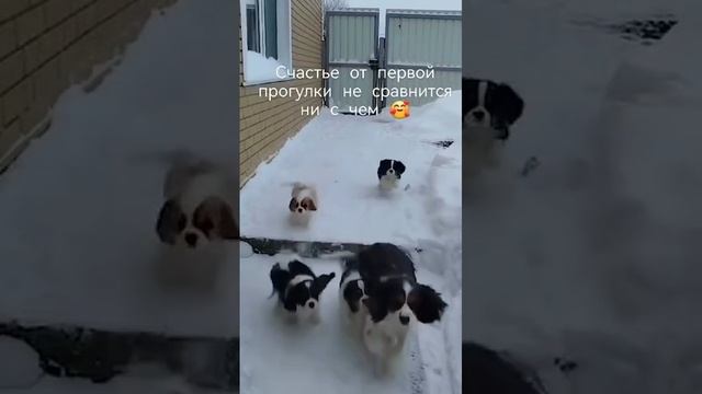 щенки кавалер кинг чарльз спаниеля.