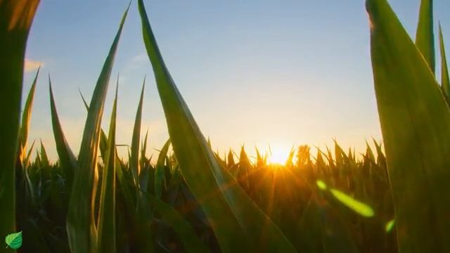 Музыкальная терапия 🌿Успокаивает нервную систему и освежает душу, расслабляя #2