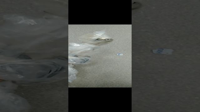 VID_20241225_122755.mp4