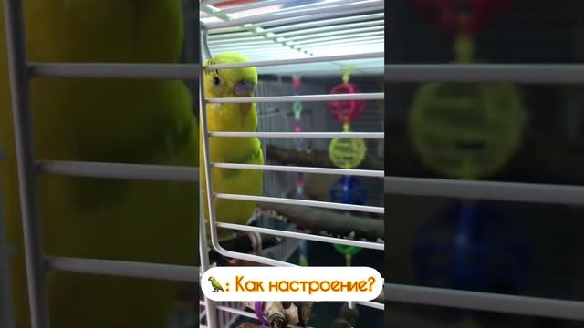 Ахахаха #Ямач_красавчик