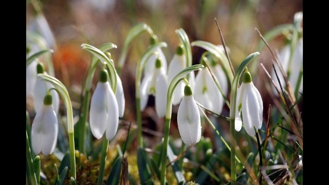 П. Чайковский Времена года Апрель "Подснежник"/P. Tchaikovsky The Seasons April