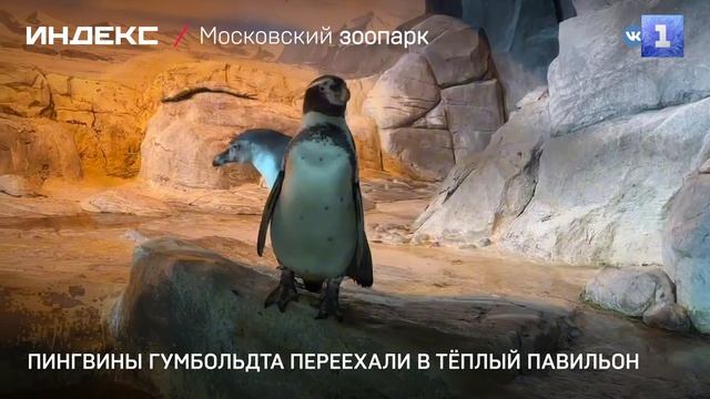 Пингвины Гумбольдта переехали в тёплый павильон