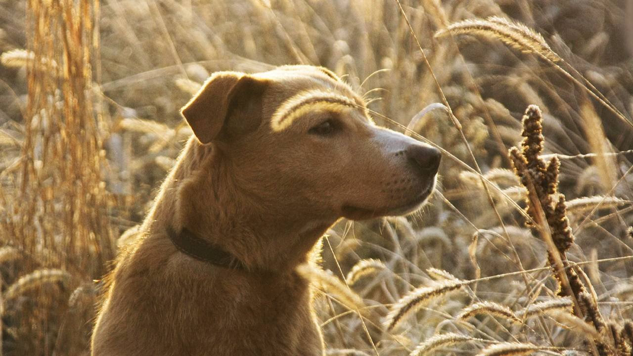 Мой любимый двортерьер - Тим. Этюд с травинкой