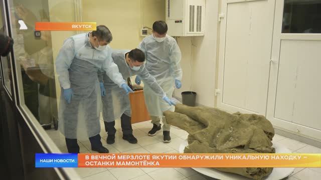 В вечной мерзлоте Якутии обнаружили уникальную находку – останки мамонтёнка