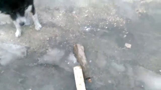 Когда Семен не может отнять большую палку