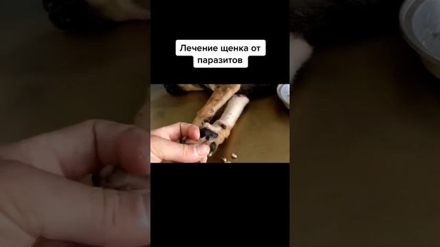 Лечение щенка от паразитов