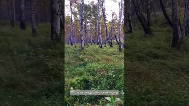 В ожидании выхода косули. Охота на гону. Самец сибирской косули.