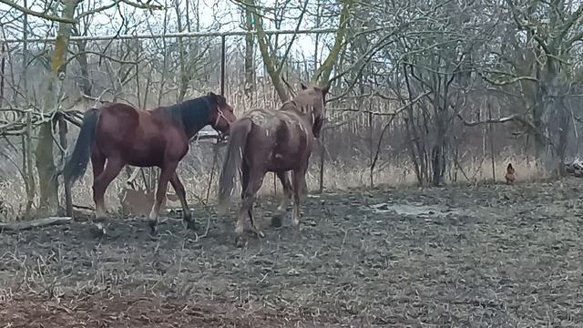 Лошади резвятся