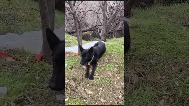 собаку привязали к дереву ! молодой пес ждал когда за ним вернутся а его нашли волонтеры