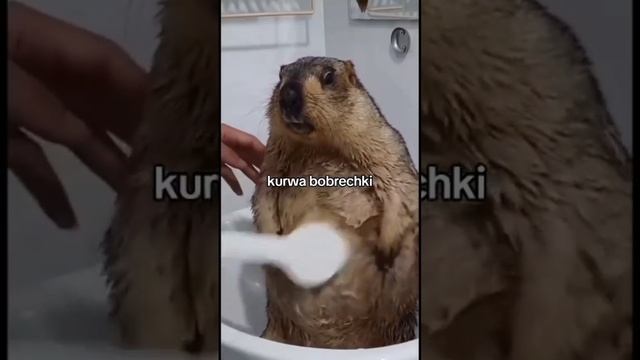 Kurwa #animal
