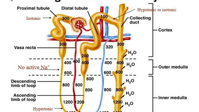 Renal System - Physiology - Part 3 (Regulation of Urine Volume)