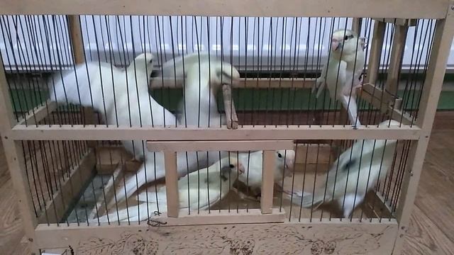 VID_20241225_162451