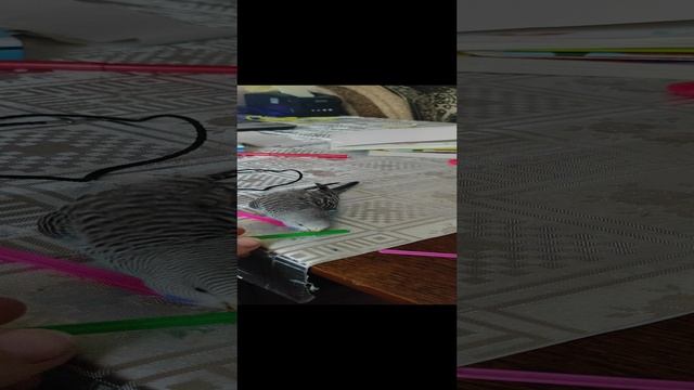 Любимое занятие попугая Краша