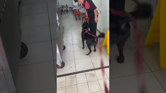 【牛排7分熟】愛呷滷肉飯#dog #pets