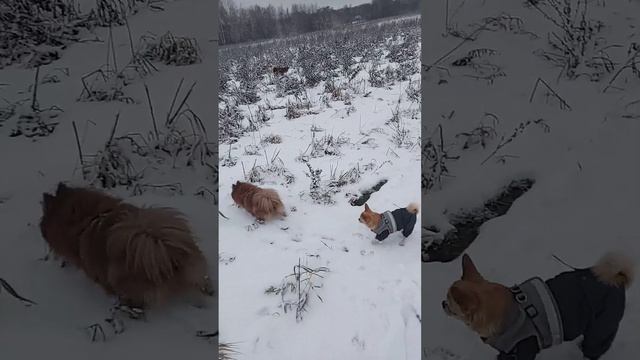 Один в поле воин ⚔️