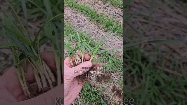 Фосфорные удобрения #сельскоехозяйство #агроном #фермер #удобрения #озимаяпшеница #farm