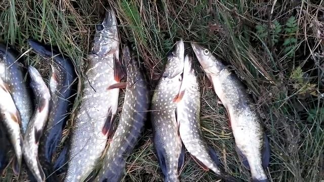 Жор щуки на Светлогорском водохранилище в ноябре