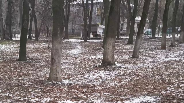 газон