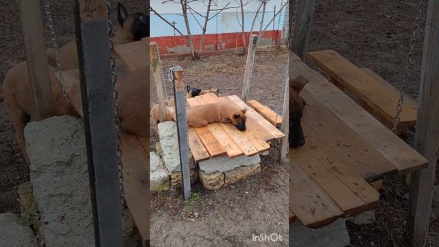 Новая игрушка для щенков