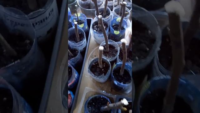 01.12.22 Инжиры. Черенки на укоренении спустя 2 недели.